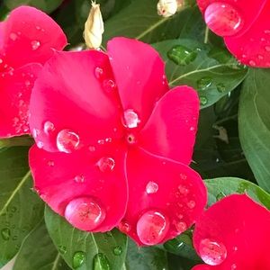 Meet your Posher, Mackenzie